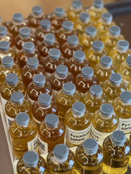 Directed evolution for microorganisms