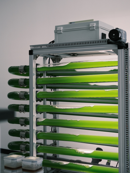 Algae carbon-negative technology